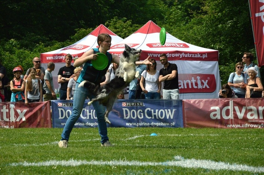 Zawody dogfrisbee czyli Dog Chow Disc Cup 2016 w parku...