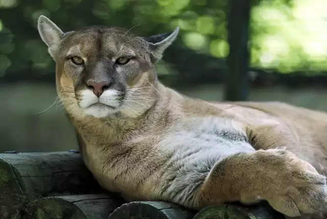 Puma amerykańska uciekła z zooparku w Czechach. Już została złapana.