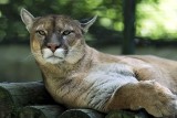 Dzika puma uciekła z prywatnego ZOO w Czechach. Polowanie na drapieżnika pod Pragą trwało trzy dni