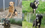 Nie kupuj! Adoptuj - te psie piękności czekają na ciebie w schronisku w "Janik" w Kunowie [ZDJĘCIA]
