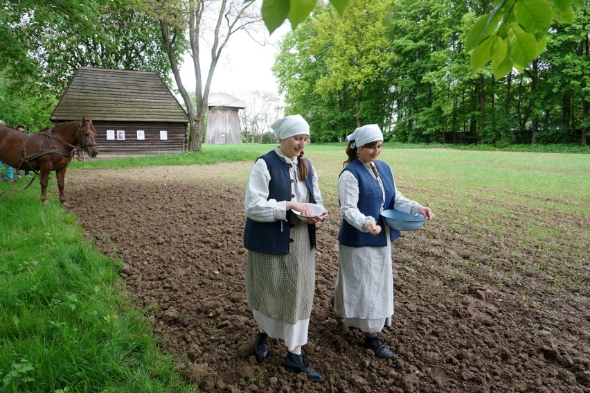 W Muzeum Wsi Lubelskiej będą rosły konopie. Zobacz zdjęcia