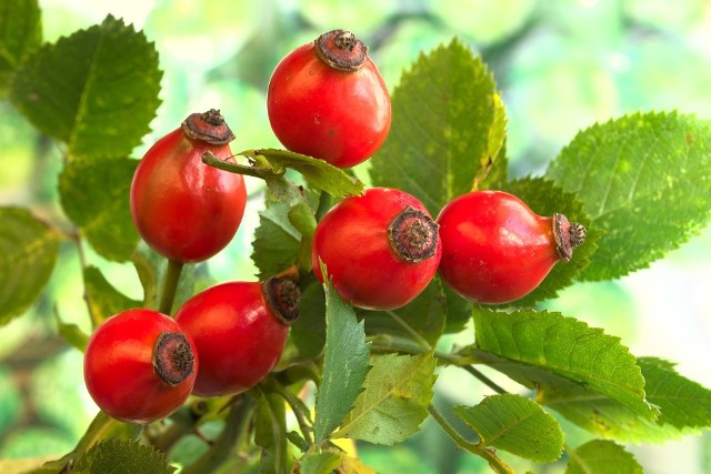 Owoce dzikiej róży wykorzystywane są przy leczeniu nadciśnienia i chorób serca oraz wątroby