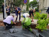 Zielone? Nie parkuję! W Katowicach ruszyła rewitalizacja zieleńców rozjeżdżanych przez kierowców