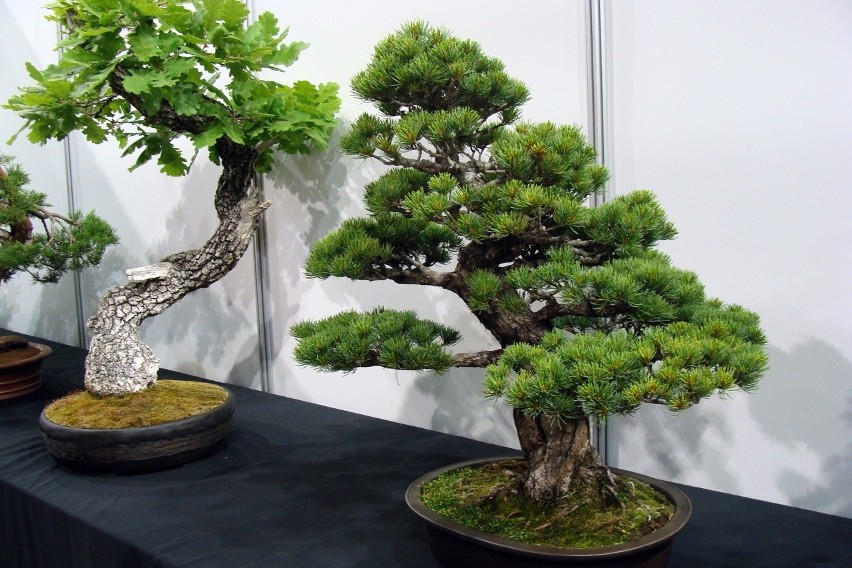 Stworzenie bonsai z drzewka to prawdziwa sztuka. Dlatego...