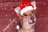 Zwierzęta też chcą mieć święta. Psy ze schroniska w Gorzowie czekają na prezenty!