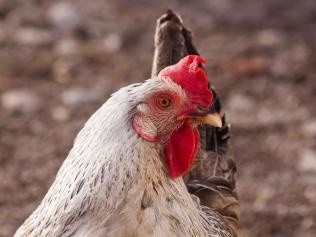 Zapoznaj się z zaleceniami, które pomogą uchronić Twoją hodowlę!