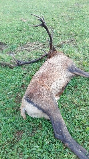 7000 złotych za wskazanie kłusownika jeleni, który strzela do zwierząt i pozbawia ich poroży