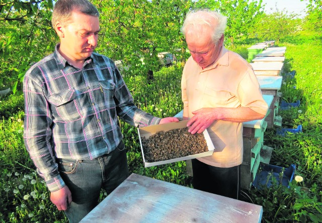Każdego dnia Cezary Lewandowski (z lewej) i jego ojciec Izydor zbierają pod ulami około kilograma martwych pszczół