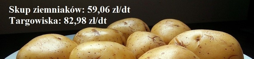 Prosię na chów za 171 zł. Więkoszość cen produktów rolnych podskoczyła