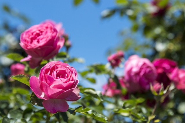 Róże cieszą nie tylko oko, mają dobroczynny wpływ na nasz organizm.