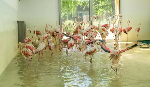 Flamingi zamieszkały w nowym pawilonie. Będzie można je oglądać przez cały rok