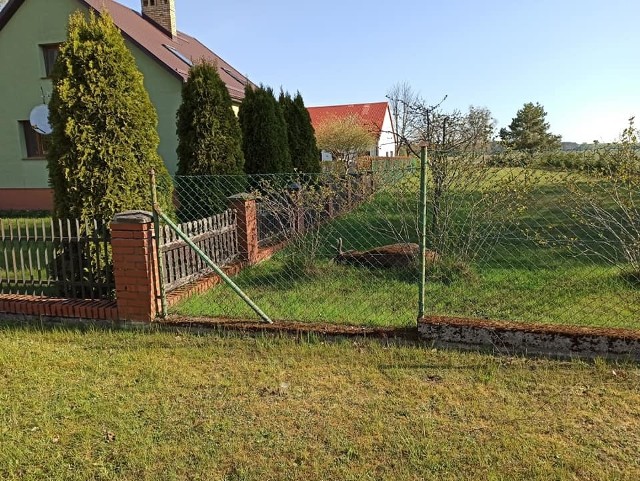 Dzisiaj (niedziela) strażacy z Ochotniczej Straży Pożarnej w Trzebielinie zostali wezwani do Bąkowa do rannego jelenia. Zwierzę nabiło się na ogrodzenie podczas próby przeskoczenia. Niestety, nie udało się go uratować. Cierpienie zwierzęcia zostało skrócone. Na miejscu była policja oraz myśliwi. 