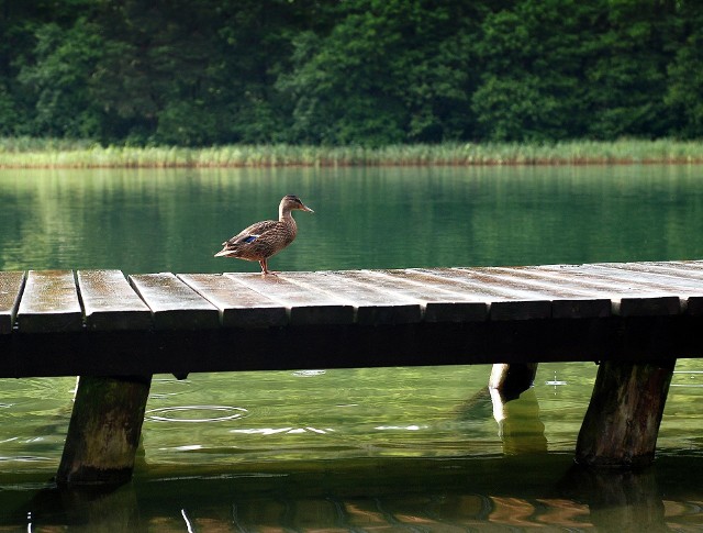 Od środy 11 sierpnia zniesiono zakaz kąpieli w kąpielisku "Glininka" w Mosinie.