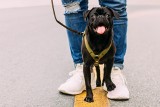 Spacery z psem w Tucholi, a czyste chodniki. Czy na chodnikach będą napisy?