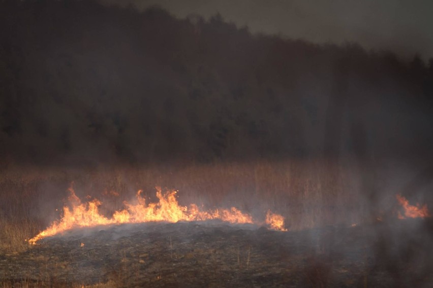 Kodeks wykroczeń przewiduje za to karę nagany, aresztu lub...