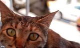 Koszalińskie schronisko dla zwierząt nie przyjmuje kotów 