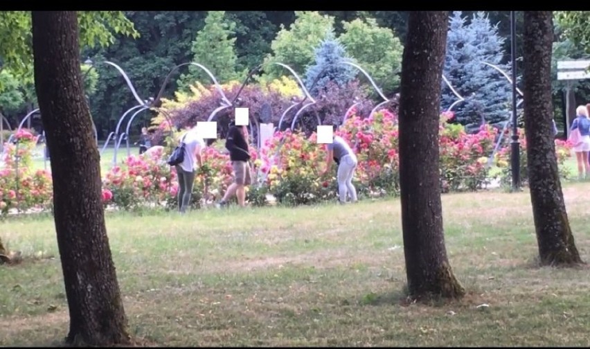 Kradzież róż w parku w Wejherowie [18.06.2018]...