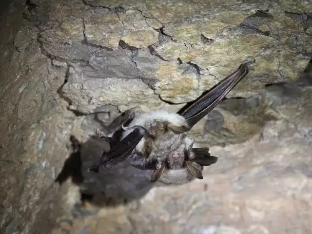 Dwa przytulone do siebie nietoperze - w ten sposób jest im cieplej i raźniej przetrwać zimę w jaskini Raj.