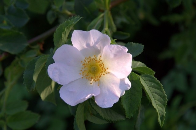 Kwiaty dzikiej róży "budzą się" najwcześniej. Obserwując otwieranie się i zamykanie różnych kwiatów, można orientacyjnie określić godzinę dnia.