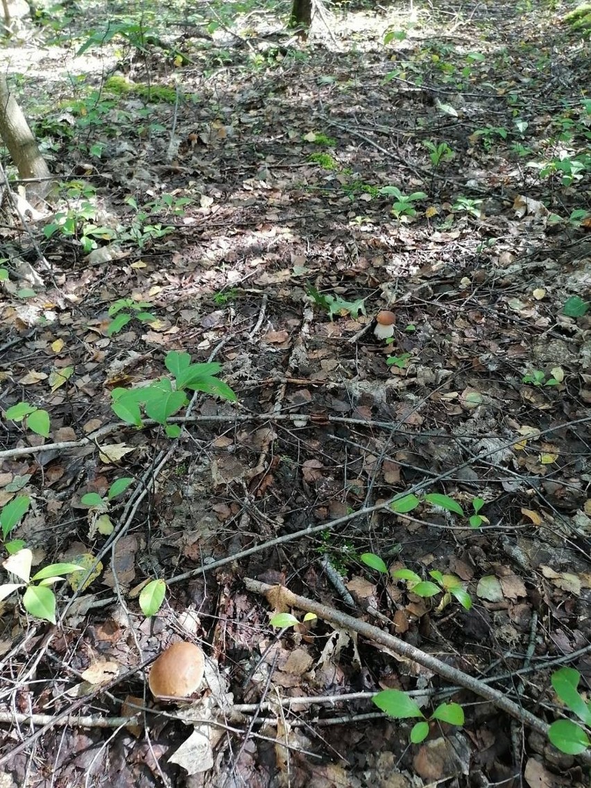 Wysyp grzybów w podlaskich lasach. To już czas na grzybobranie! Zobacz zdjęcia naszych Czytelników