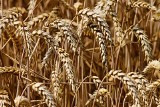 Pomoc dla rolników, którzy sprzedali pszenicę i kukurydzę. ARiMR przyjmuje wnioski
