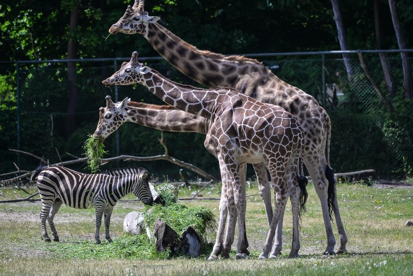 Podglądamy zwierzaki w gdańskim zoo! Ciekawostki o...