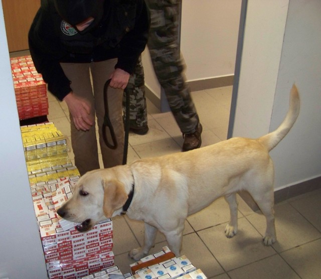 Paczki z nielegalnym tytoniem odkrył labrador Benny.