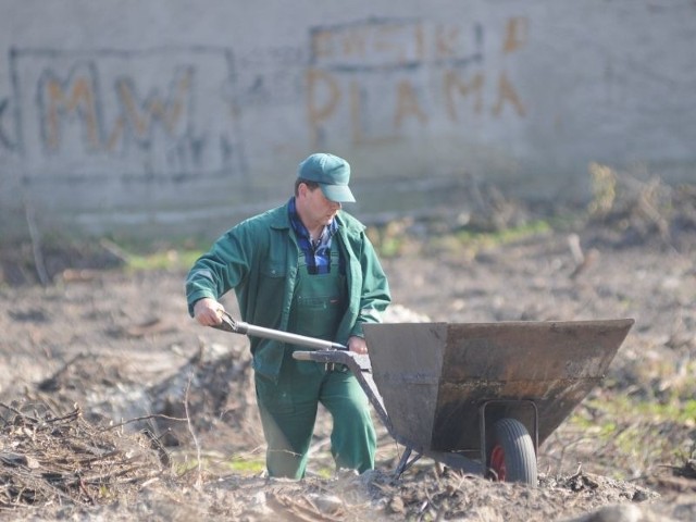Pracownik Supekomu, spółki zarządzającej cmentarzem, wyrównuje teren w miejscu, gdzie usunięto drzewa i ich korzenie