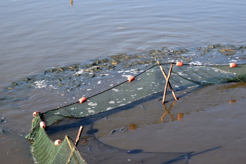 Odłowy karpi w Górkach - największym gospodarstwie rybackim w Świętokrzyskiem. Koszty hodowli w górę o ponad 100 procent 