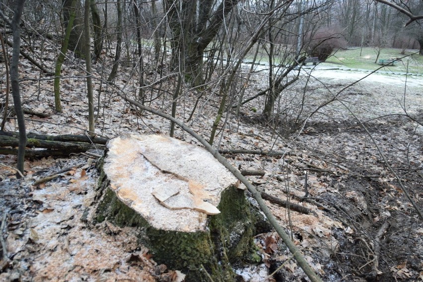 Tarnów. Urządzanie parku na Marcince zaczęli od... wycinki drzew