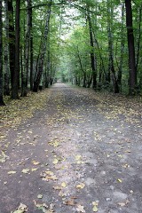 Utwardzają leśne ścieżki w Łagiewnikach