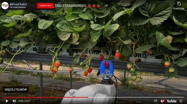 Ramię zbierające truskawki jest sterowane z komputera, może pracować bez przerwy, czujniki bez problemów rozpoznają dojrzałe owoce. Podobne technologie są stosowane w Holandii do zbioru papryki.