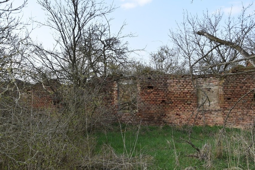 Nieopodal Rakoniewic można znaleźć ruiny domu Michała Drzymały 