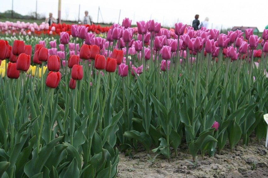 Tulipany z Chrzypska Wielkiego przyciągają tysiące ludzi....