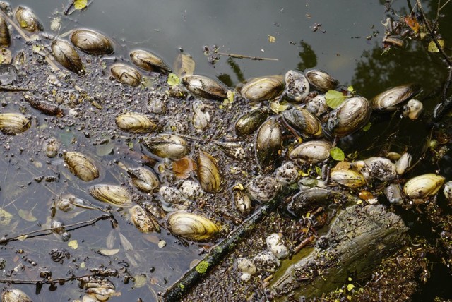 Nad jeziorem Rusałka w dalszym ciągu można znaleźć gnijące małże. Choć jest ich mniej niż na przykład tydzień temu, to w kilku miejscach wciąż zalega wiele martwych mięczaków oraz ryb.Przejdź do kolejnego zdjęcia --->