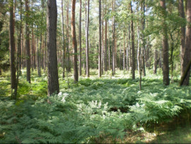 Puszcza Białowieska doceniona przez UNESCO