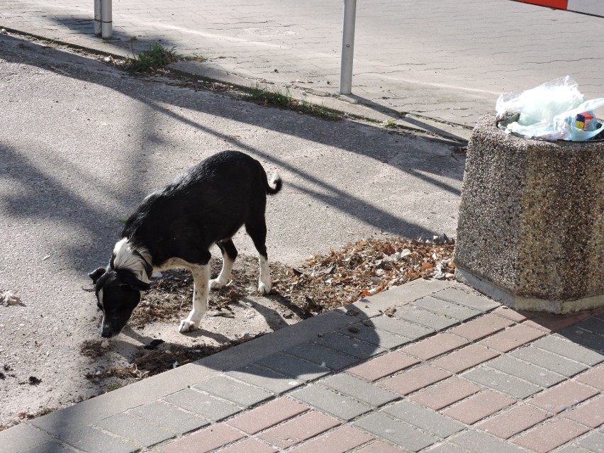 Ostrołęka. Po ulicach Starego Miasta od ok. 30 marca błąka się mały, czarno-biały pies