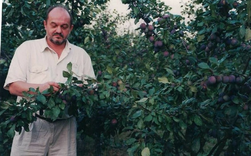 Marek Nowak w swoim sadzie ze śliwkami
