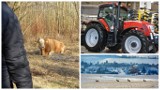 Agro wieści tygodnia: modernizacja gospodarstw - nabór, padła krowa-uciekinierka 