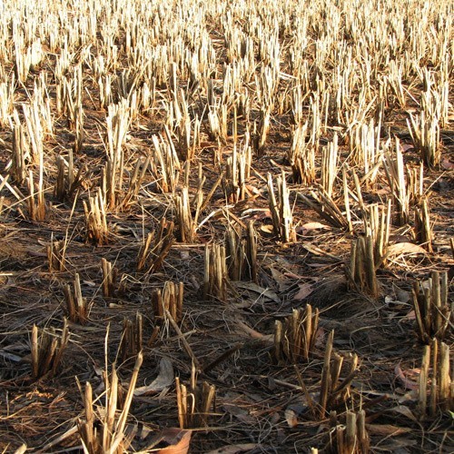 W niektórych gospodarstwach plony zbóż jarych były od 50 do 70% niższe od średnich z lat ubiegłych.
