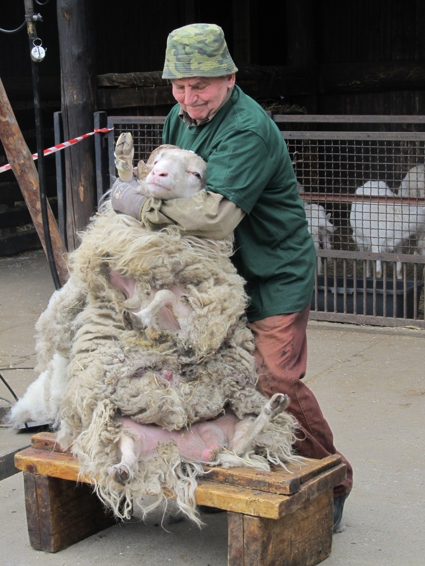 Owce z wrocławskiego zoo poszły do "fryzjera" (ZDJĘCIA)