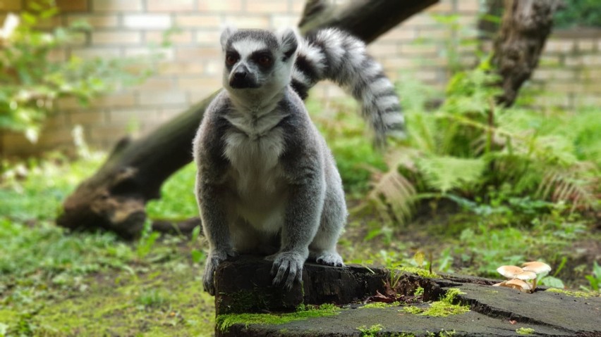 lemur katta