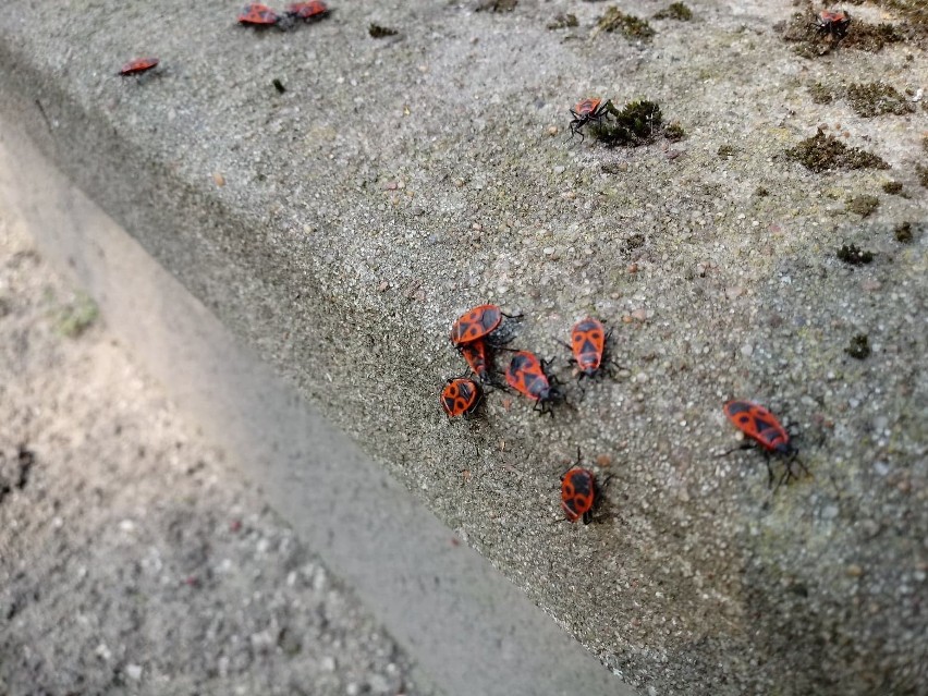 Kowal bezskrzydły to nieszkodliwy owad, co najwyżej budzący...