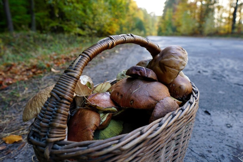 Do zbierania grzybów najlepiej sprawdzi się koszyk wiklinowy...