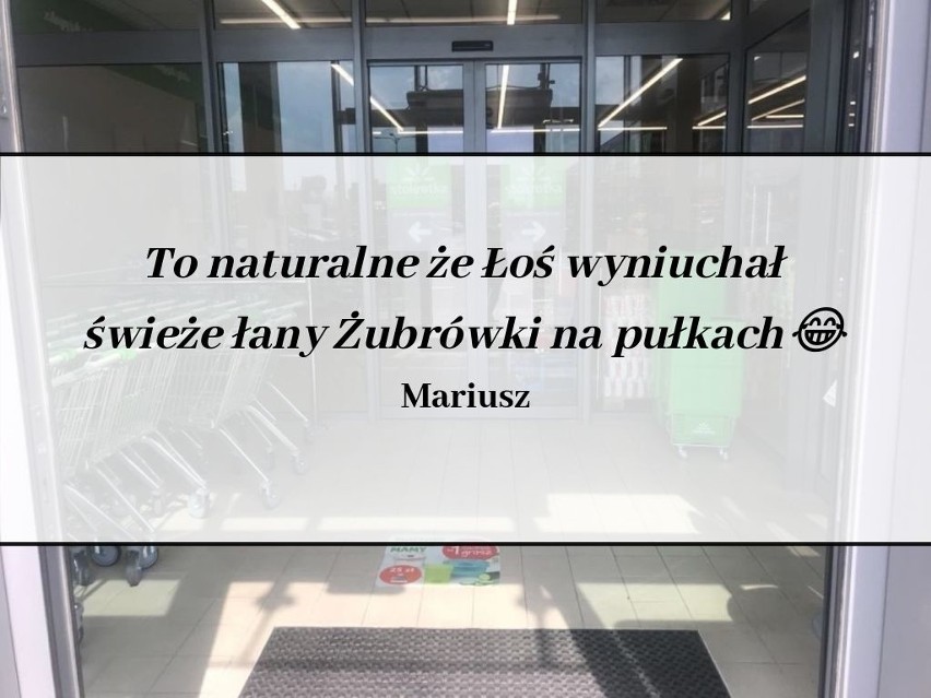 Łoś w poniedziałek wieczorem odwiedził jeden z sokólskich...