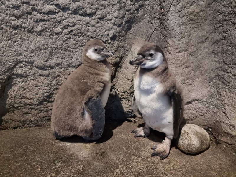 Dwa urocze pingwiny wykluły się 1 i 3 sierpnia. Ich...