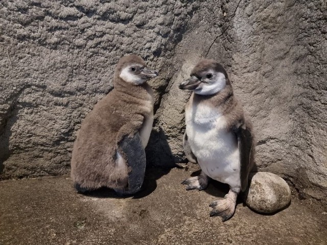 Dwa urocze pingwiny wykluły się 1 i 3 sierpnia. Ich rodzicami są Peta i Mišo, para pingwinów, która mieszka w śląskim zoo od 2020 r.