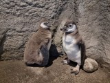 Dwa urocze pingwinki wykluły się w śląskim zoo na początku sierpnia! Peta i Mišo doczekały się przychówku. Jakiej płci są maluchy?