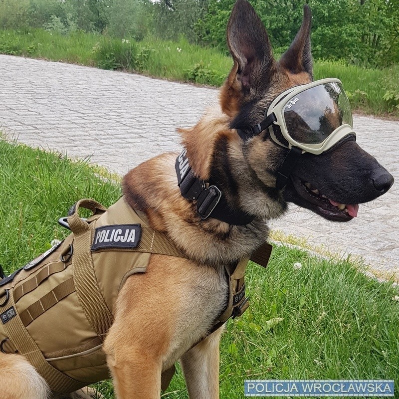 Baf służy w Policji od 6 lat jako pies patrolowo-tropiący.