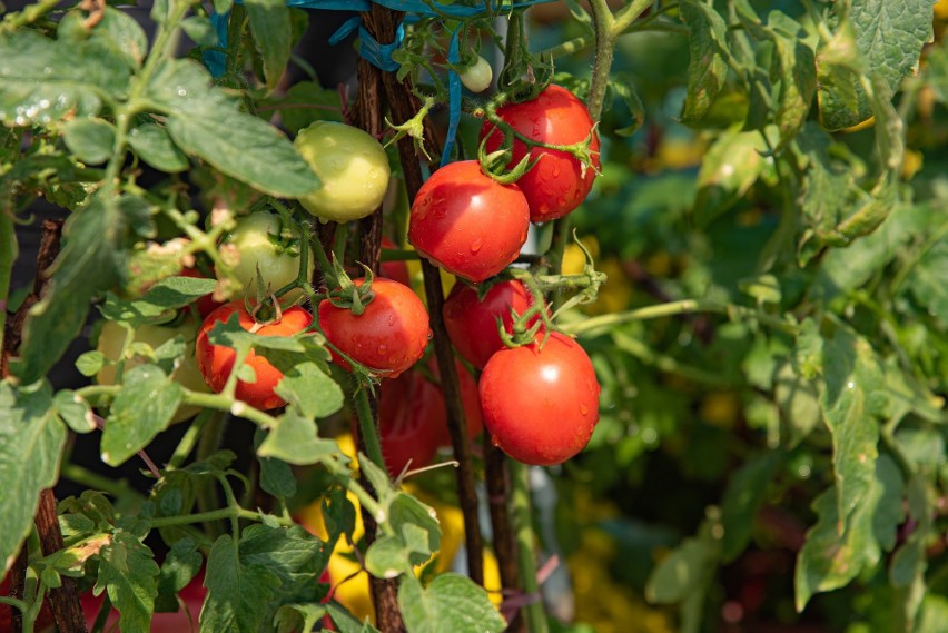 Sadząc pomidory warto zwrócić uwagę, jakie rośliny posadzimy...
